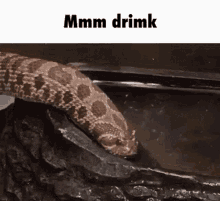 snake animal drinking mmm drink