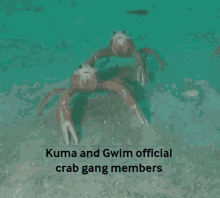 Crab Gang Crab GIF - Crab Gang Crab Kuma GIFs