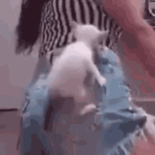 Presonoshort Cat GIF - Presonoshort Cat Cute GIFs