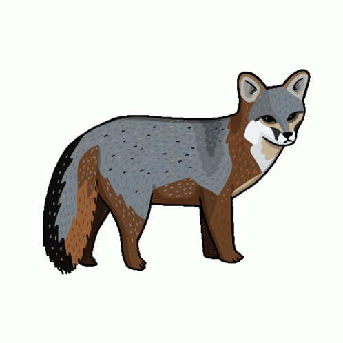 island fox drawings