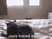 Cat Jaws Theme Begins GIF - Cat Jaws Theme Begins Peeping GIFs