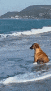 Anyealator Sad Dog GIF - Anyealator Sad Dog GIFs