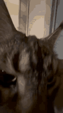 a close up of a cat 's face with a blurry background