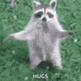 a raccoon is standing in the grass with his arms outstretched .