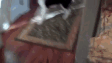 dog synchronized