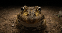 a close up of a frog 's face with a black background