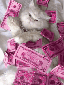 Swag GIF - Swag Cat Money GIFs