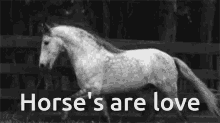 Horse Love Equine Horses GIF - Horse Love Equine Horses Love GIFs