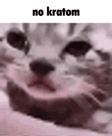 Cat No Kratom GIF - Cat No Kratom Kratom GIFs