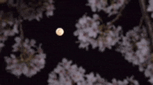 a full moon is shining through the cherry blossoms at night .