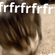 a close up of a cat with the words frfrfrfrfr in white