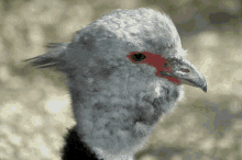 Southern Screamer Screamer Bird GIF - Southern Screamer Screamer Bird Chauna Torquata GIFs