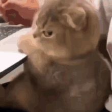 Minarene Chaeyoung Cat GIF - Minarene Chaeyoung Cat GIFs