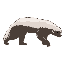 badger honey badger
