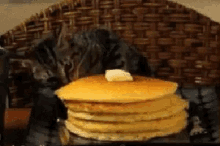 Cat Pancake GIF