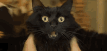 Cat Bruh GIF - Cat Bruh Meme GIFs