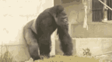 Alpha Babo GIF - Alpha Babo Gorilla GIFs