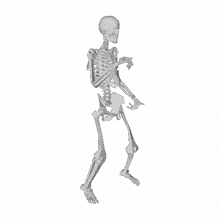 skeleton huesos