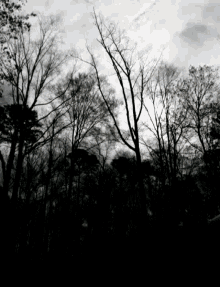Wind In The Woods Black A Nd White GIF