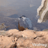 Luring The Fish With A Bread Viralhog GIF - Luring The Fish With A Bread Viralhog Catching A Fish GIFs