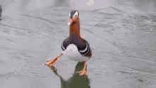 Slipping Duck GIF - Slipping Duck GIFs