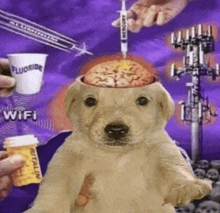 a dog with a syringe in its head and a brain in its head .