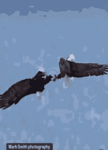 Bald Eagle Bald Eagles GIF - Bald Eagle Bald Eagles Spinning GIFs