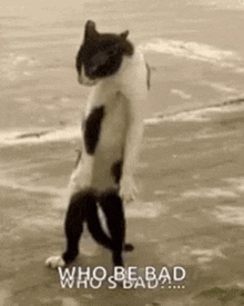 a black and white cat is walking on its hind legs on a beach .