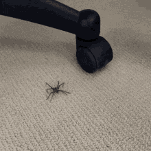 a spider is crawling on a carpet near a chair