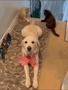 Cats Dog GIF - Cats Dog Tail GIFs