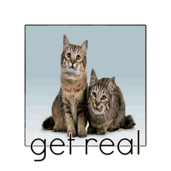Get Real Cats Sticker