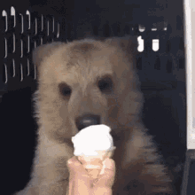 Bear Eat Vanila Ice Cream GIF