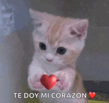 a kitten is holding a heart in its paws and the words te doy mi corazon are above it