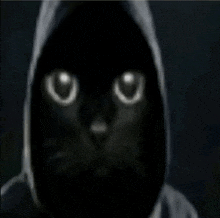 a black cat is wearing a hoodie and looking at the camera