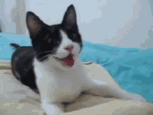 Smile Cats GIF - Smile Cats Funny Animals GIFs