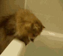 Where The Fish Cats GIF - Where The Fish Cats Pets GIFs