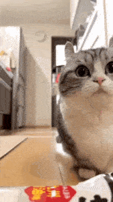 a cat is sitting on the floor in a kitchen looking at the camera with a bag of food in the background .
