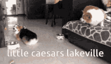 Little Caesars Lakeville GIF - Little Caesars Lakeville GIFs