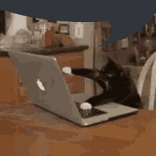 Cat Typing GIF