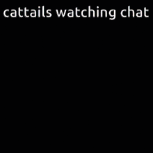 Cattails The Boys Are Here For Yall GIF - Cattails The Boys Are Here For Yall Discord Server GIFs