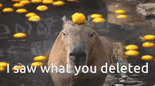 i saw what you deleted i saw what you deleted meme capybara capybara meme orange