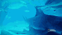 Close Encounter Can Sharks Detect Magnetic Fields GIF