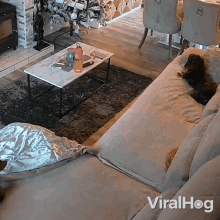 Energetic Dog Dachshund GIF - Energetic Dog Dachshund Viralhog GIFs