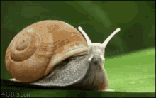 Rocket Snail GIF