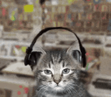 宠物 音乐 摇头 可爱 GIF - Pet Music Shake Head GIFs