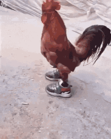 funny chickens