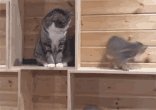 Trying To Help But Not Enough To Actually Make A Difference GIF - Trying To Help Oops Kittens GIFs