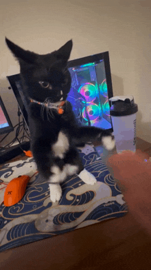 a black and white cat stands on its hind legs in front of a computer monitor
