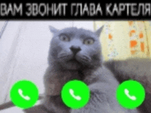 a gray cat is surrounded by three green circles with telephone numbers on them ..