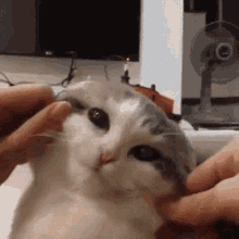 Cat Cute GIF - Cat Cute Adorable GIFs